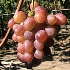 Купити саджанці винограду Рута в Харкові
