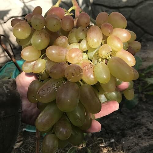 Ультра ранній виноград Сенсація фото