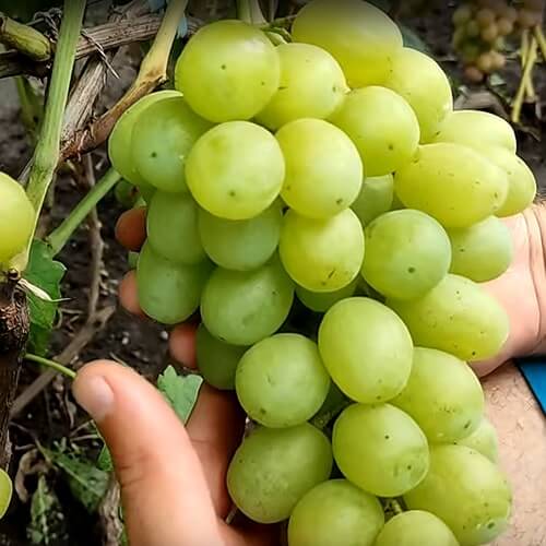 Ультра ранній виноград Слава Україні фото
