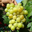 Купити саджанці винограду Вальок в Харкові