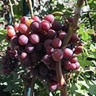 Купити саджанці винограду Заря Несветая в Харкові