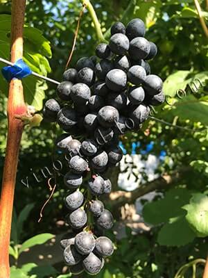 Сорт винограда Красень описание фото отзывы