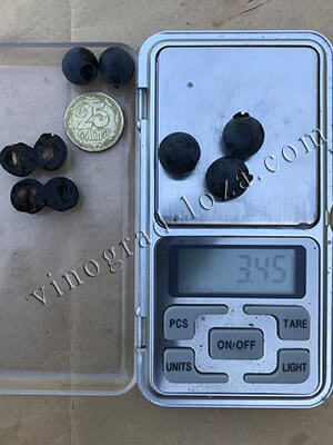 Сорт технічного винограду Леон Мійо розмір та вага ягід фото