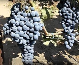 Виноград Лівадійський чорний опис фото відгуки