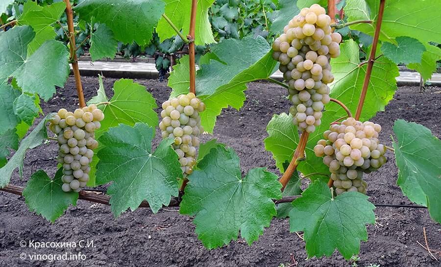  Купити саджанці винограду Трамінетт фото