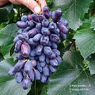 Купити саджанці винограду Академік Дженєєв в Харкові