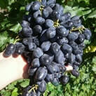 Купити саджанці винограду Академік в Україні