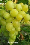 Сорт винограду Альбіна опис, фото, відгуки