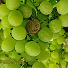 Купити саджанці винограду Альбіна в Харкові