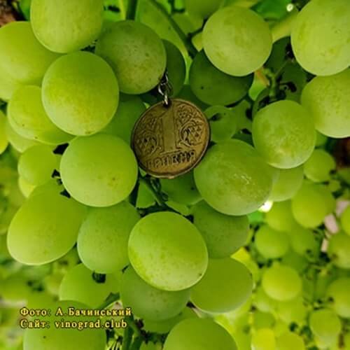 Ультра ранній виноград Альбіна фото