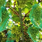 Купити саджанці винограду Альбіна в Україні