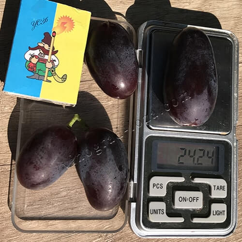 Розмір і вага ягід винограду Алвіка фото