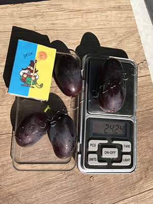 Сорт винограда Алвика вес ягоды фото