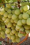 Сорт винограду Антоній Великий опис, фото , відгуки