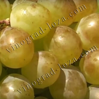 Средние и поздние сорта винограда в Украине: описание, фото, купить саженцы- Vinograd-Loza