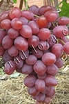 Сорт винограду Анюта опис, фото, відгуки
