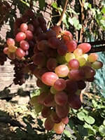 Сорт винограду Анюта опис, фото, відгуки
