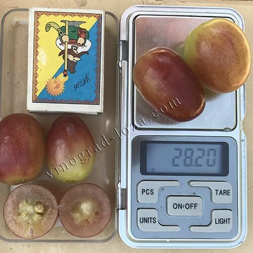Розмір і вага ягід винограду Анюта фото
