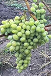 Сорт винограду Аркадія опис, фото, відгуки