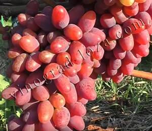 Описание сорта винограда Арочный: фото и отзывы
