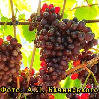 Виноград Батьківщина опис сорту фото відгуки