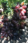 Сорт винограду Байконур опис, фото, відгуки