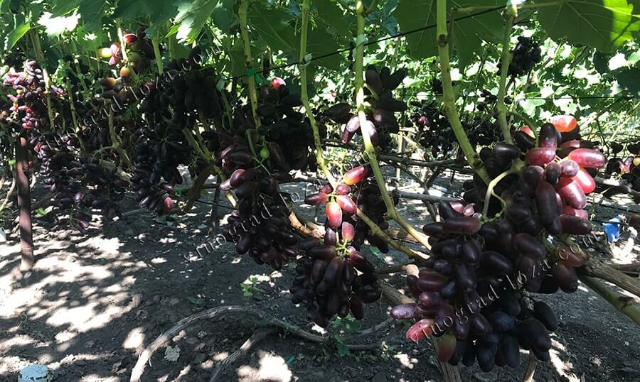 Купить саженцы винограда Байконур в Украине фото