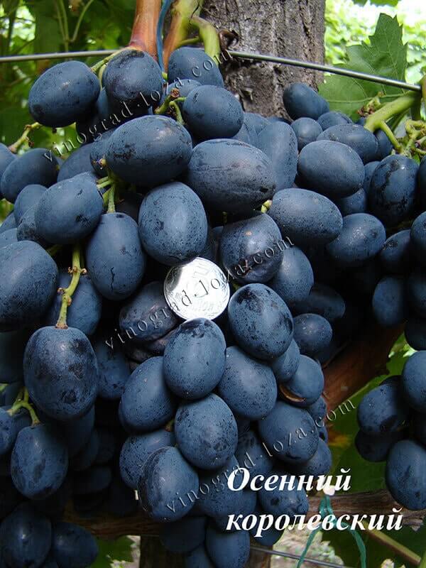 Сорт винограду Осінній королівський опис фото