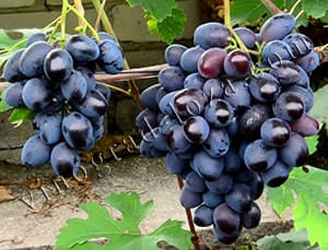 Сорт винограду Барон опис фото відгуки