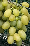 Сорт винограда Брестовица описание, фото, отзывы