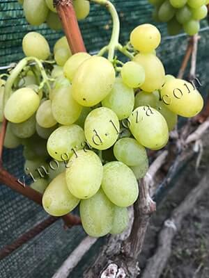 Сорт винограду Брестовиця опис сорту фото відгуки
