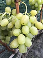 Сорт винограду Брестовиця опис, фото, відгуки