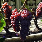 Виноград для виготовлення родзинок в домашніх умовах Кенадіс