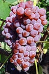 Сорт винограду Кенадіс (Канадіс) ) опис, фото, відгуки