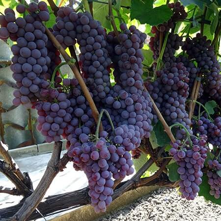 Кишмиш Кенадіс розмір і вага ягоди фото