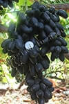 Сорт винограду Блек фінгер (Чорний палець) опис, фото, відгуки
