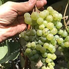 Морозостійкий технічний виноград Цитронний магарача