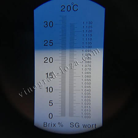 Виноград для вина Цитронний магарача цукристисть соку фото