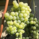 Невкривний виноград для вина Цитронний магарача