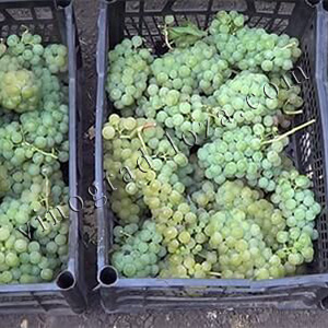 Сорт винограду Цитронний магарача купити саджанці в Україні фото