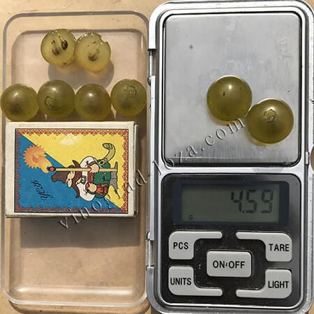 Технічний виноград Цитронний магарача вага та розмір ягід фото