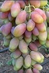 Сорт винограду Діксон опис, фото, відгуки