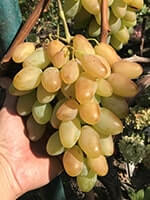 Сорт винограда Диксон описание, фото, отзывы