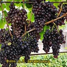 Купити саджанці винограду Батьківщина в Україні