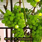 Купити саджанці винограду Біла Церква в Україні
