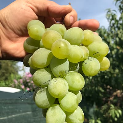 Ранній морозостійкий виноград Біла Церква фото