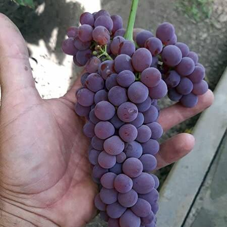 Виноград для арки альтанки Кенадіс фото