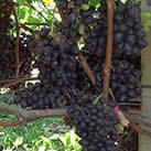 Виноград для сушіння родзинок Джой