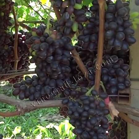 Виноград для арки альтанки Джой фото