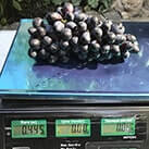 Виноград для сушіння родзинок Фейз